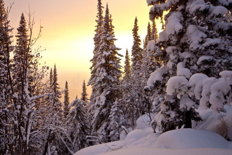 Winter sunset in the forest