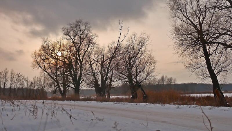 Winter sunset treetops sunlight landscape snow