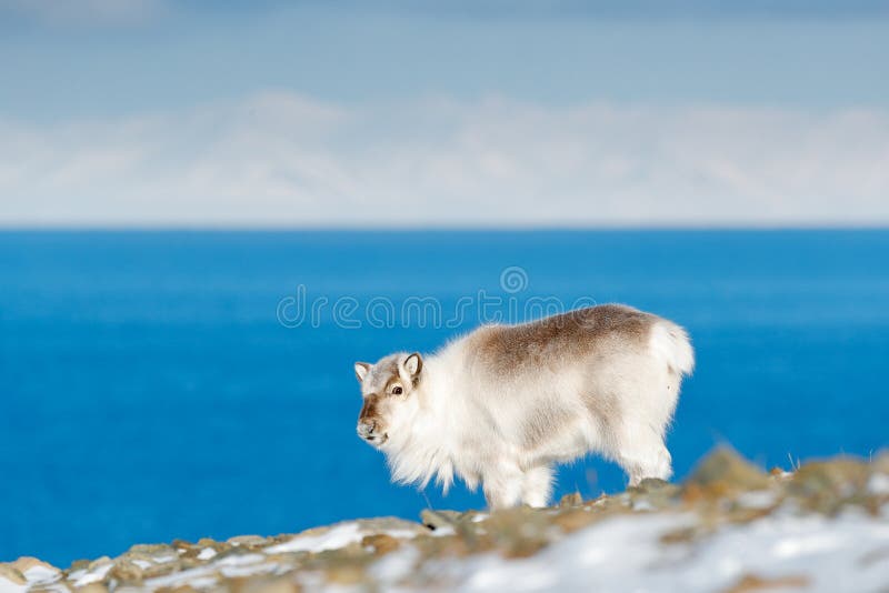 Winter Svalbard. Wild Reindeer, Rangifer tarandus, with massive antlers in snow, Svalbard, Norway. Svalbard deer on rocky mountain stock photo Winter Svalbard. Wild Reindeer, Rangifer tarandus, with massive antlers in snow, Svalbard, Norway. Svalbard deer on rocky mountain stock photo