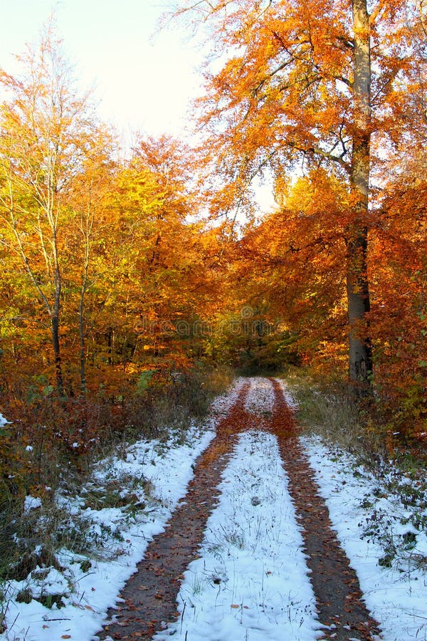 Winter trail in the forest