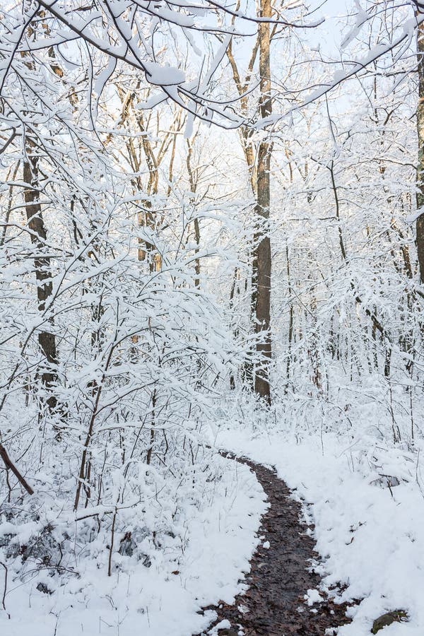 Winter Trail stock photo. Image of wood, cold, path, hiking 62853694