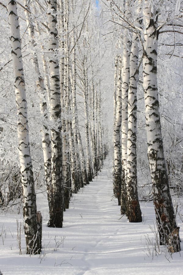 Winter tree stock image. Image of outdoors, nordic, christmas - 4879677