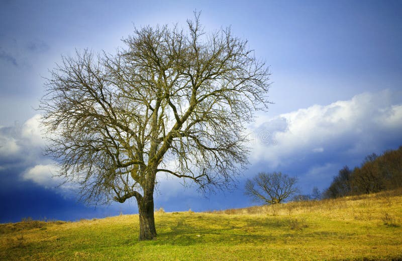 Nudo, spoglio albero solitario in inverno o all'inizio della primavera.