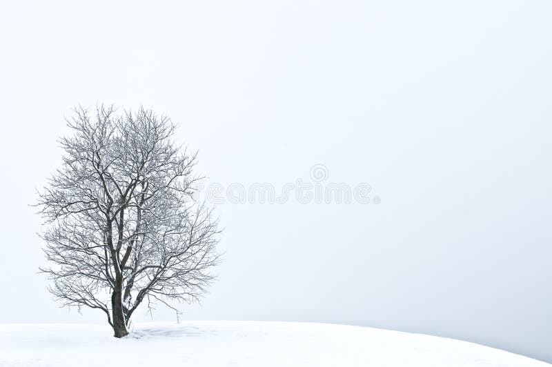 Solitario e unico albero d'inverno in una collina di neve.