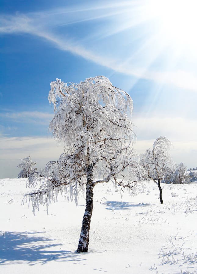 Winter tree