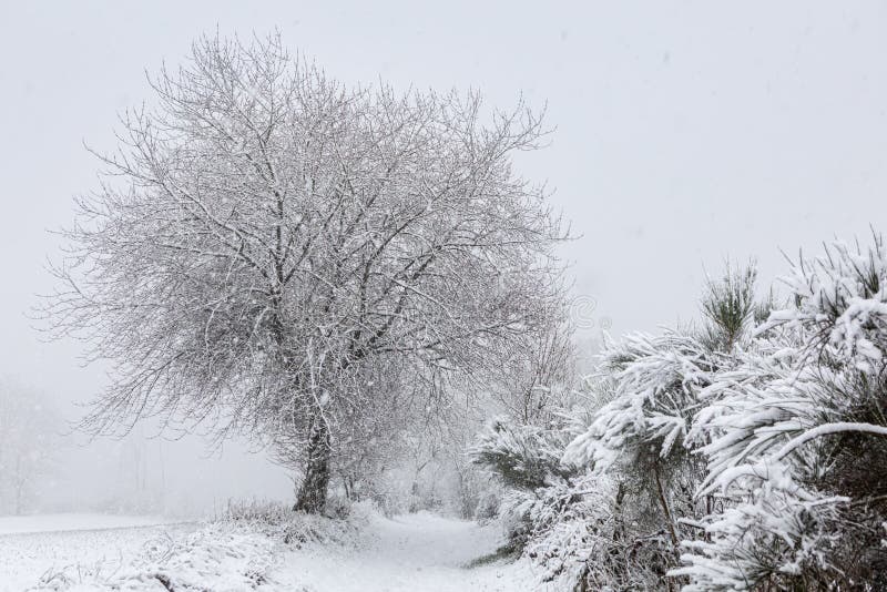 Winter tree covered in snow stock photography