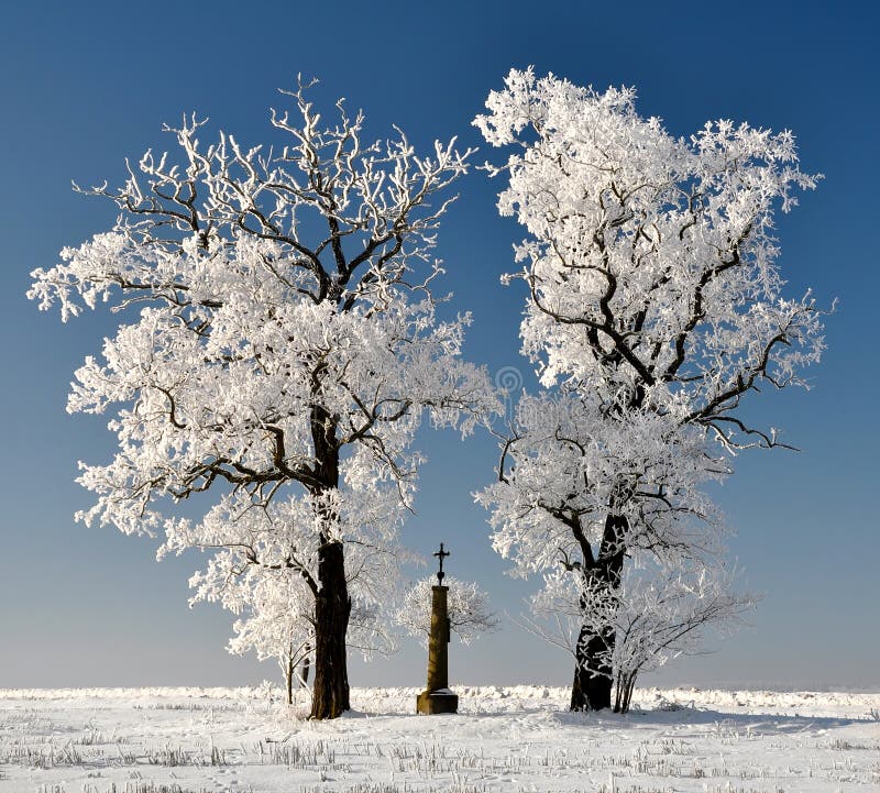 Winter Tree in Czech Republic Stock Photo Image of winterweight