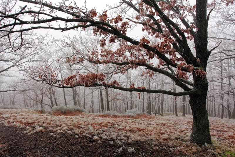 Winter tree