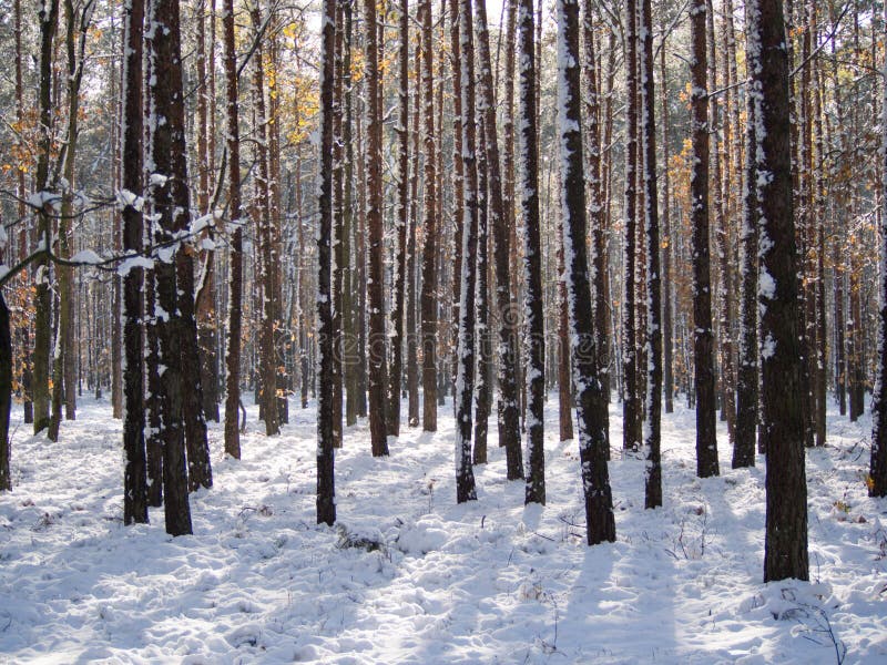 Winter Tree Lined Lane