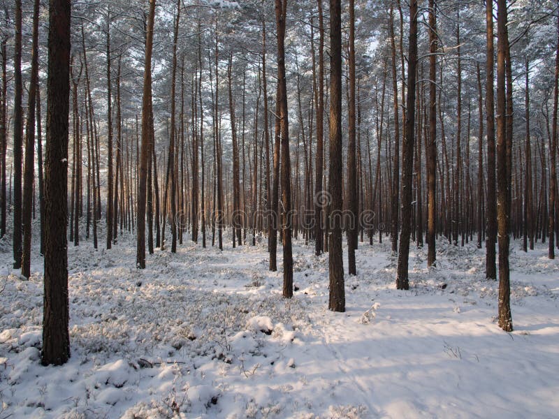 Winter Tree Lined Lane