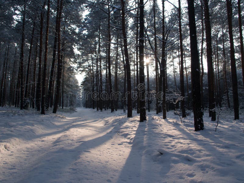 Winter Tree Lined Lane