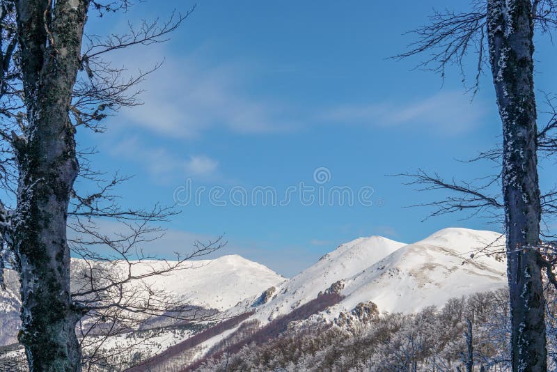 Winter tree in snow