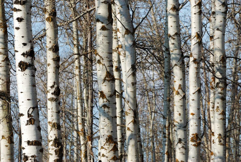 Winter tree trunks