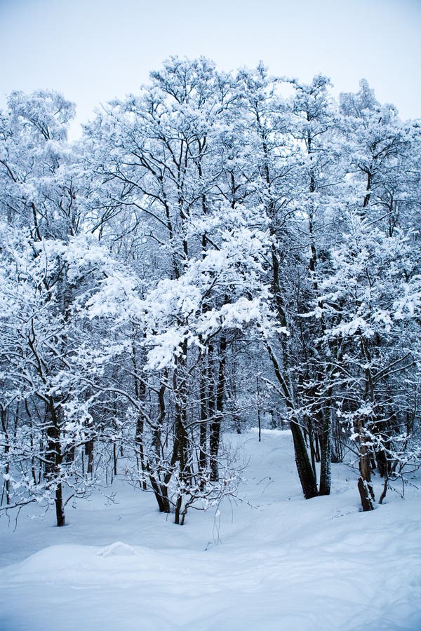 Winter trees. Branch, outdoor.