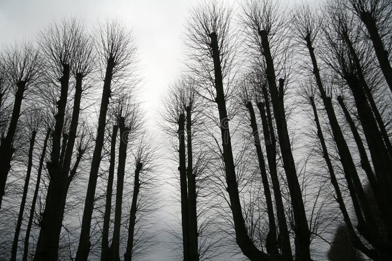 Winter in the countryside in denmark. Tree branches against the sky. Winter in the countryside in denmark. Tree branches against the sky