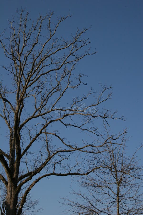 Winter Trees