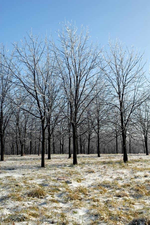 Winter Trees