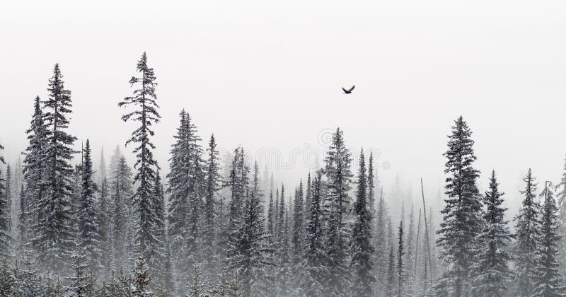 D'inverno gli alberi banner nella nebbia del mattino.