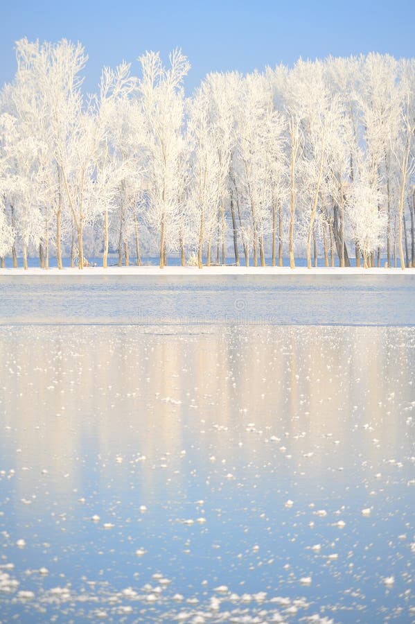 Winter trees covered with frost