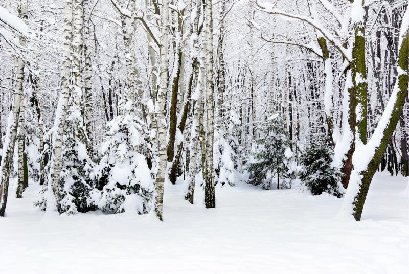 Winter trees covered with snow in the forest .