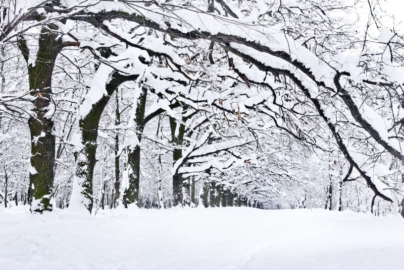 Winter trees covered with snow in the forest .