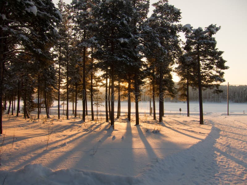 Winter trees in the light of the sunset