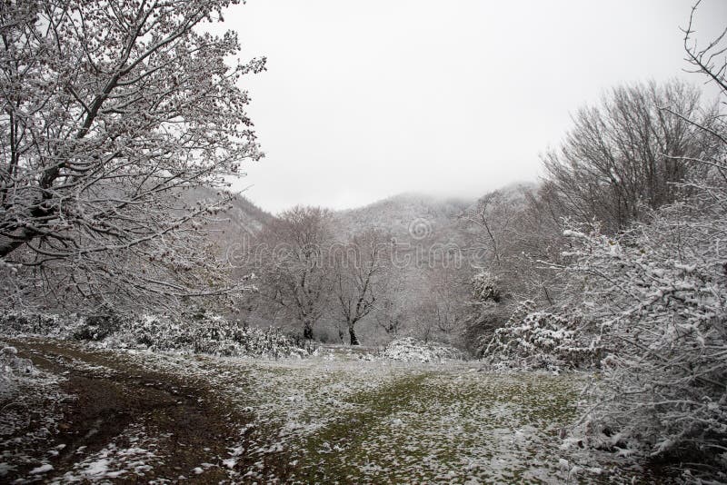 Winter trees in mountains covered with fresh snow. Beautiful landscape with branches of trees covered in snow. Mountain road in