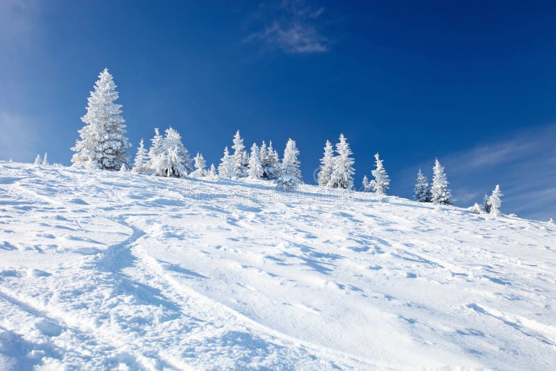 Winter trees in mountains covered with snow