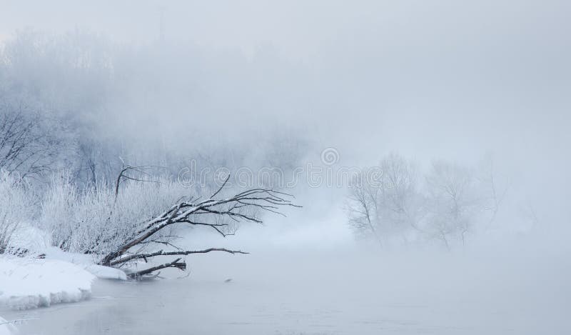 Winter trees near a river covered with hoar at morning stock images Winter trees near a river covered with hoar at morning stock images