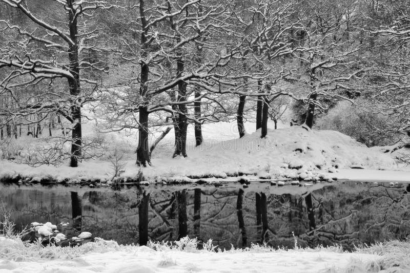 Winter trees with reflections