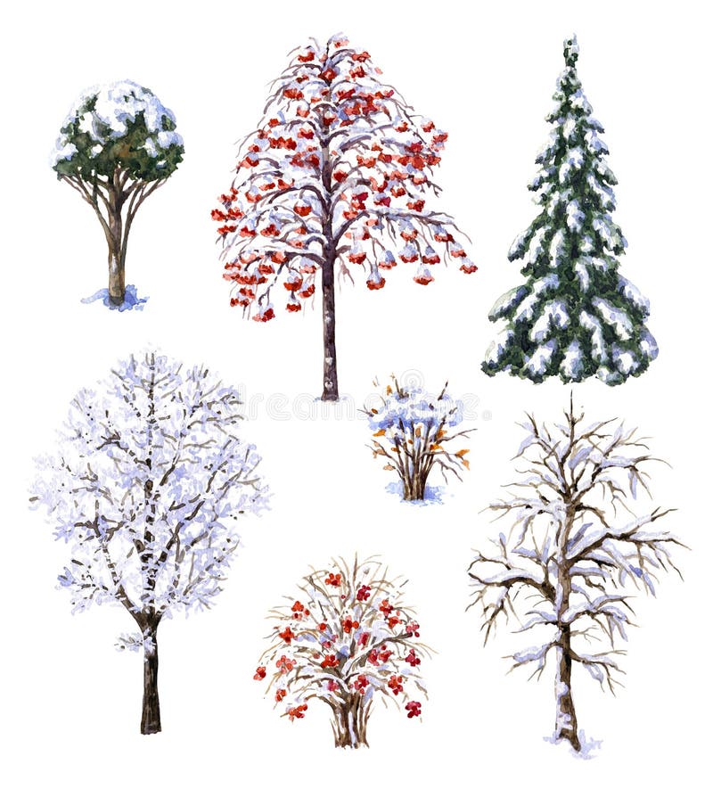 Winter Trees and Shrubs