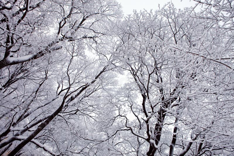 Winter trees with snow