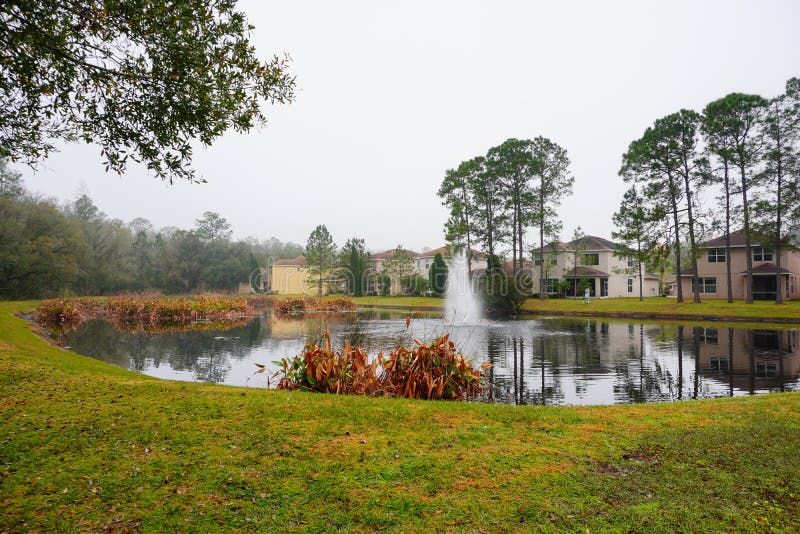 Winter Tropical Tree Leaf and Pond Stock Photo Image of green, dusky