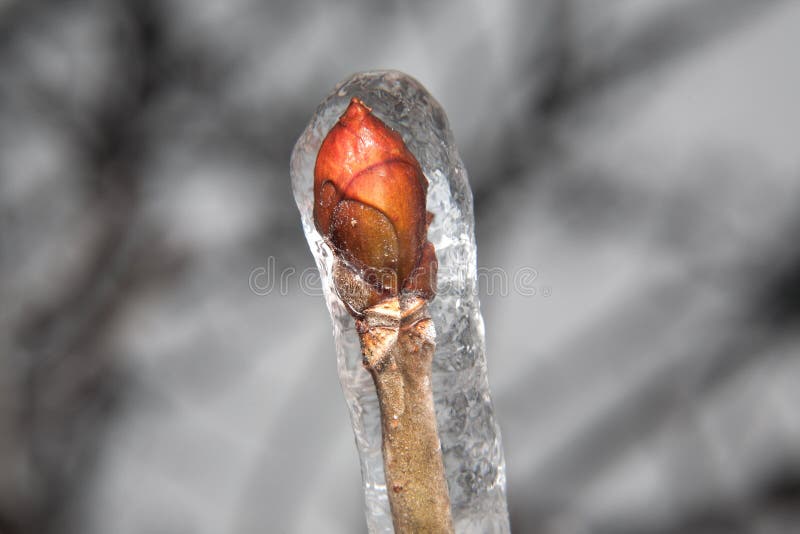 Winter twig with bud.