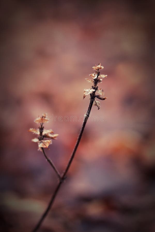 Winter twig