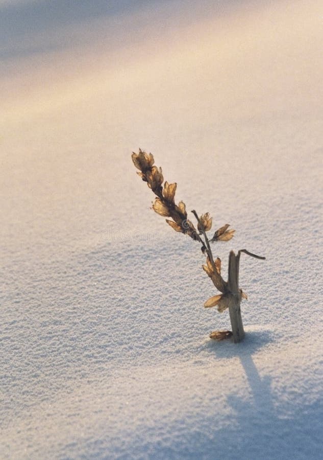 Winter twig in snow