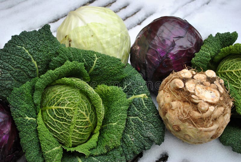 Winter vegetables still life on a snowed garden table. Winter vegetables still life on a snowed garden table