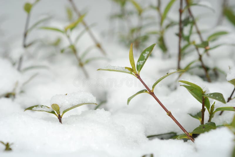 Winter vegetation