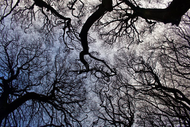 Winter View of the Dark Hedges in Northern Ireland royalty free stock photography