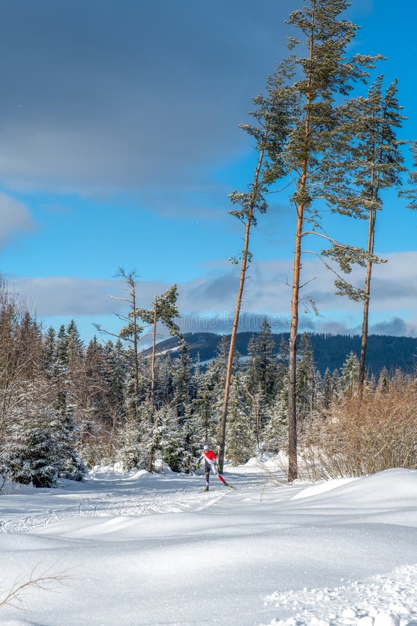 Winter View. Mountains, Pine and Spruce