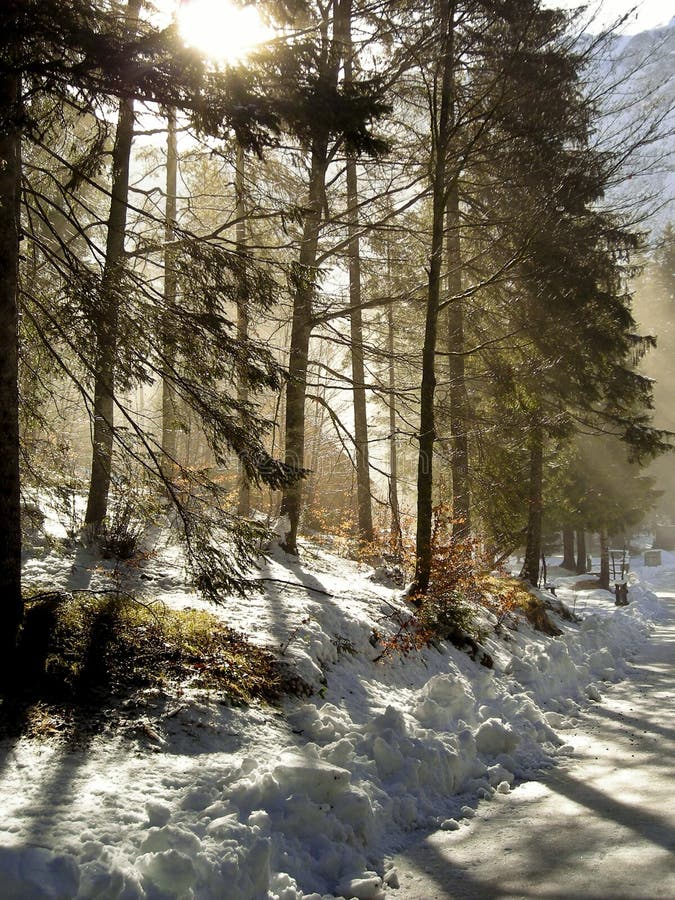 Winter-Wald lizenzfreie stockfotografie Winter-Wald lizenzfreie stockfotografie