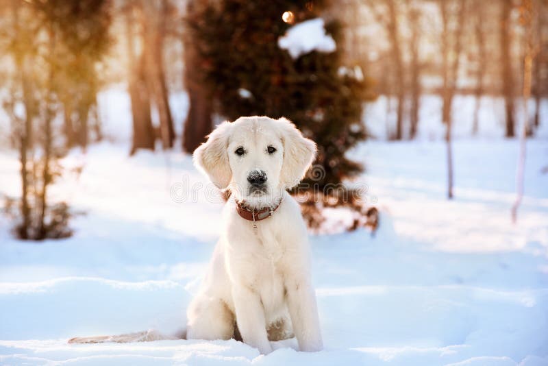 Winter walk of golden retriever puppy