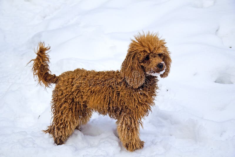 female miniature poodle