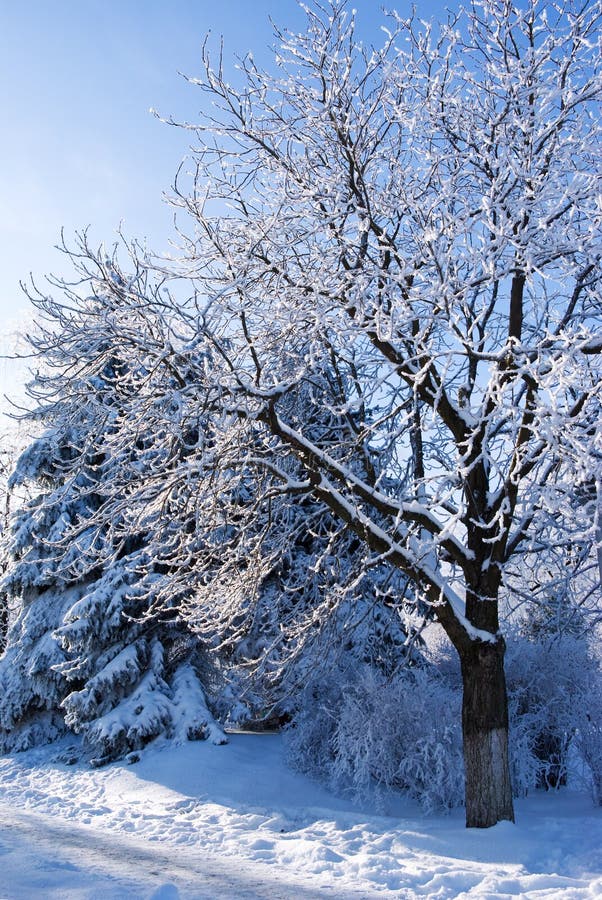 Winter nature stock image. Image of cold, blue, shadow - 17980173