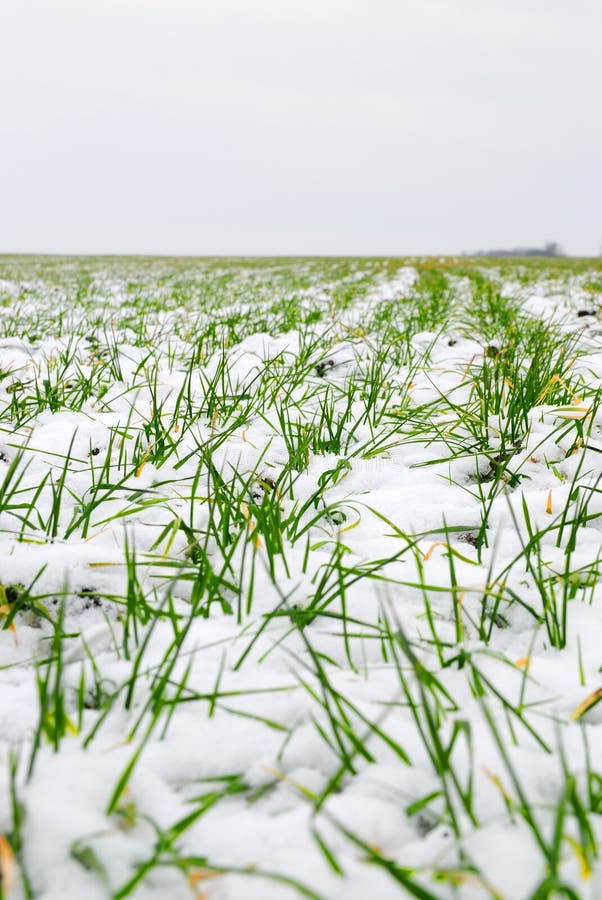 Winter wheat