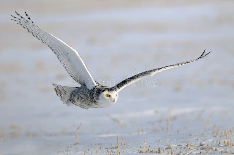 Download Winter White Snowy Owl In Flight Stock Image - Image of harfang, tundra: 16611135