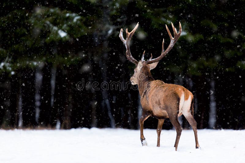 Winter wildlife landscape. Noble deer Cervus Elaphus. Back of deer in winter forest. Deer with large horns with snow royalty free stock photos Winter wildlife landscape. Noble deer Cervus Elaphus. Back of deer in winter forest. Deer with large horns with snow royalty free stock photos