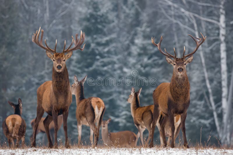 Winter Wildlife Landscape With Two Noble Deer.Noble Deer With Large Branched Horns On The Background Of A Snow-Covered Birch Fores royalty free stock photo Winter Wildlife Landscape With Two Noble Deer.Noble Deer With Large Branched Horns On The Background Of A Snow-Covered Birch Fores royalty free stock photo