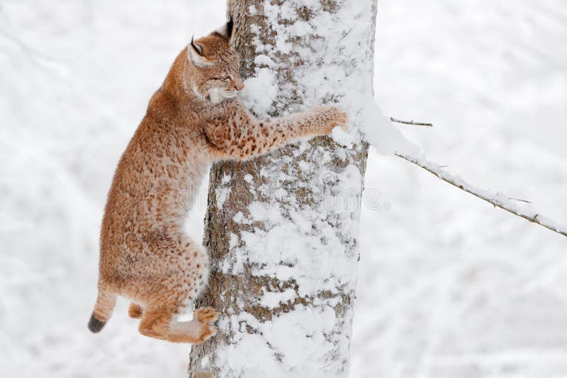 27,324 Animal Snowy Forest Stock Photos - Free & Royalty-Free Stock Photos from Dreamstime 27,324 Animal Snowy Forest Stock Photos - Free & Royalty-Free Stock Photos from Dreamstime