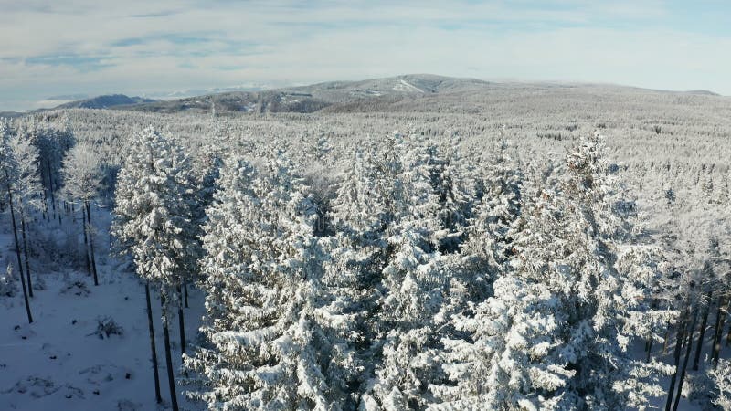 Winter wonderland, aerial view of forest and treetops covered in fresh snow